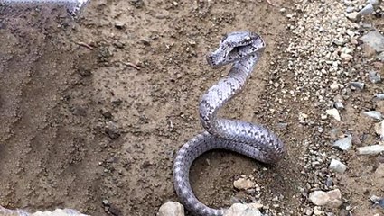 Kahramanmaraş'ta ilk kez kedi gözlü yılan görüntülendi