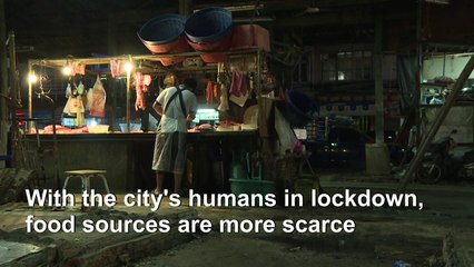 Coronavirus: rats take over emptied Bangkok streets