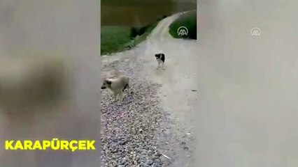 Sokağı çıkma yasağı uygulanan Başkentte sokak hayvanları unutulmadı