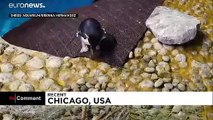 Nesting season begins for penguins at US aquarium
