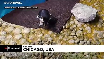 Nesting season begins for penguins at US aquarium