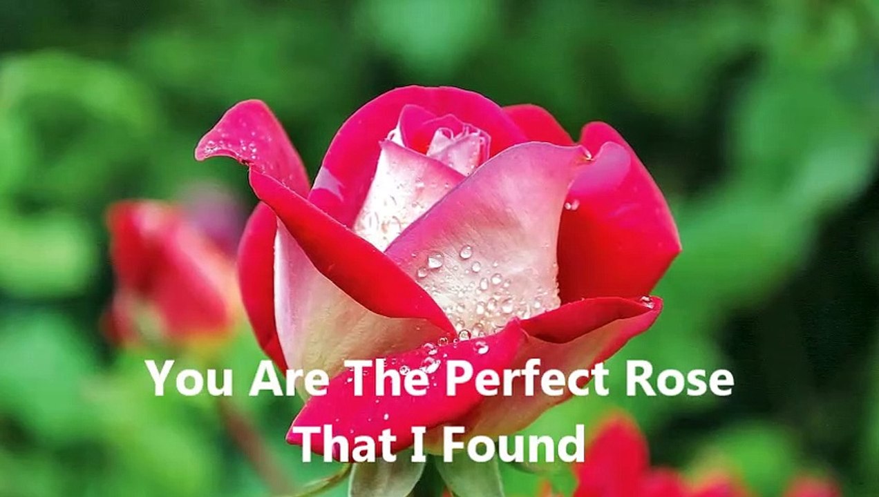 My Perfect Rose