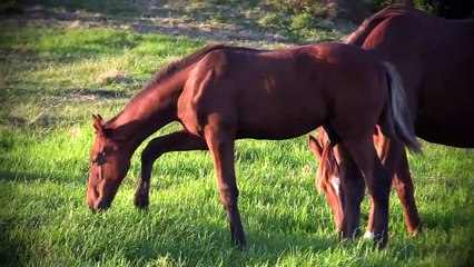 Dove hunting with airguns