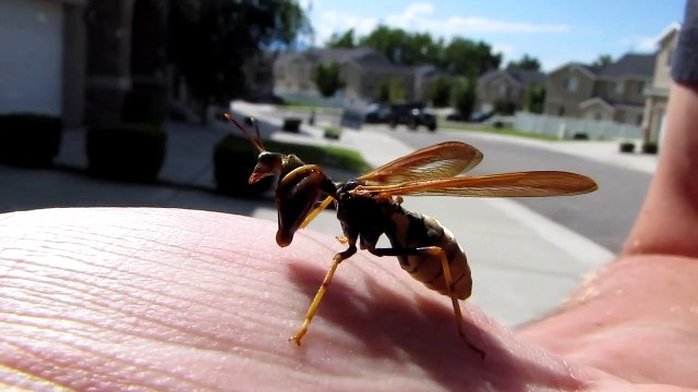 Mante religieuse croisée avec une guêpe : Insecte terrifiant