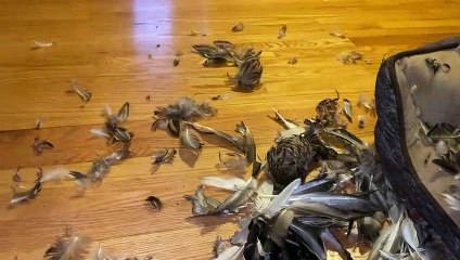 Dog Discovered What Was Hiding in the Chimney