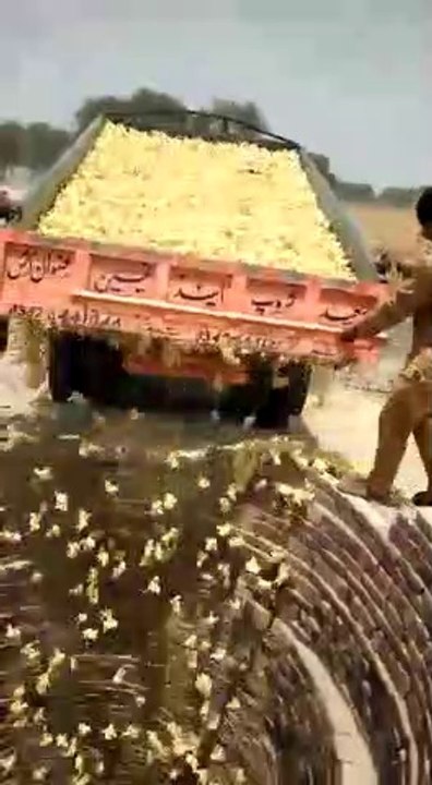 STUPID AND IGNORANT PEOPLE ARE KILLING THOUSANDS OF CHICKS