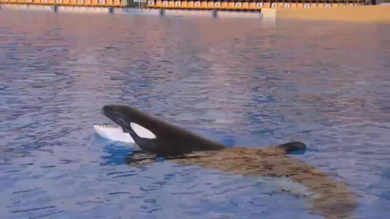 El Loro Parque de Tenerife mantiene sus 15 shows diarios a pesar de estar cerrado al público