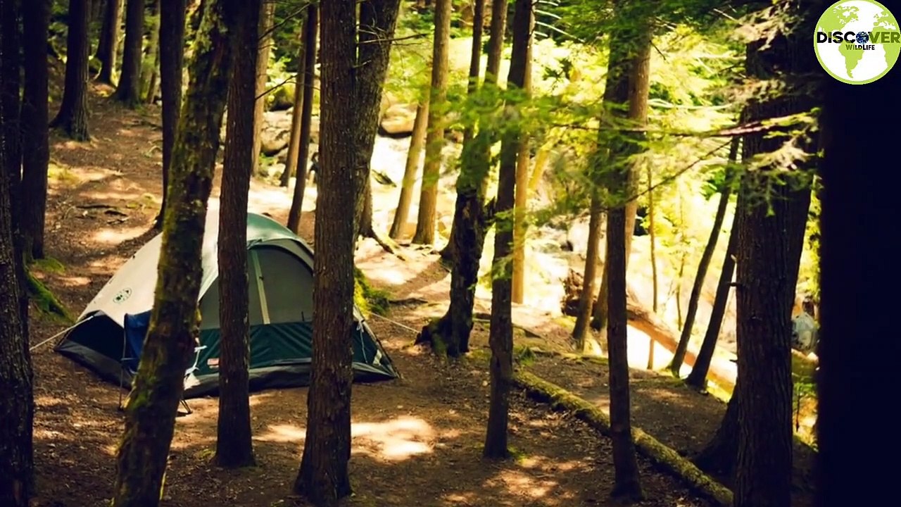 REAL story about MAN and WOLF | wildlife |animals  |discovery | Discover wildlife| HD