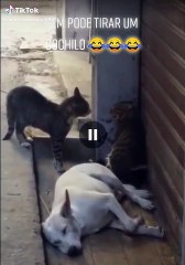 cachorros e gatos