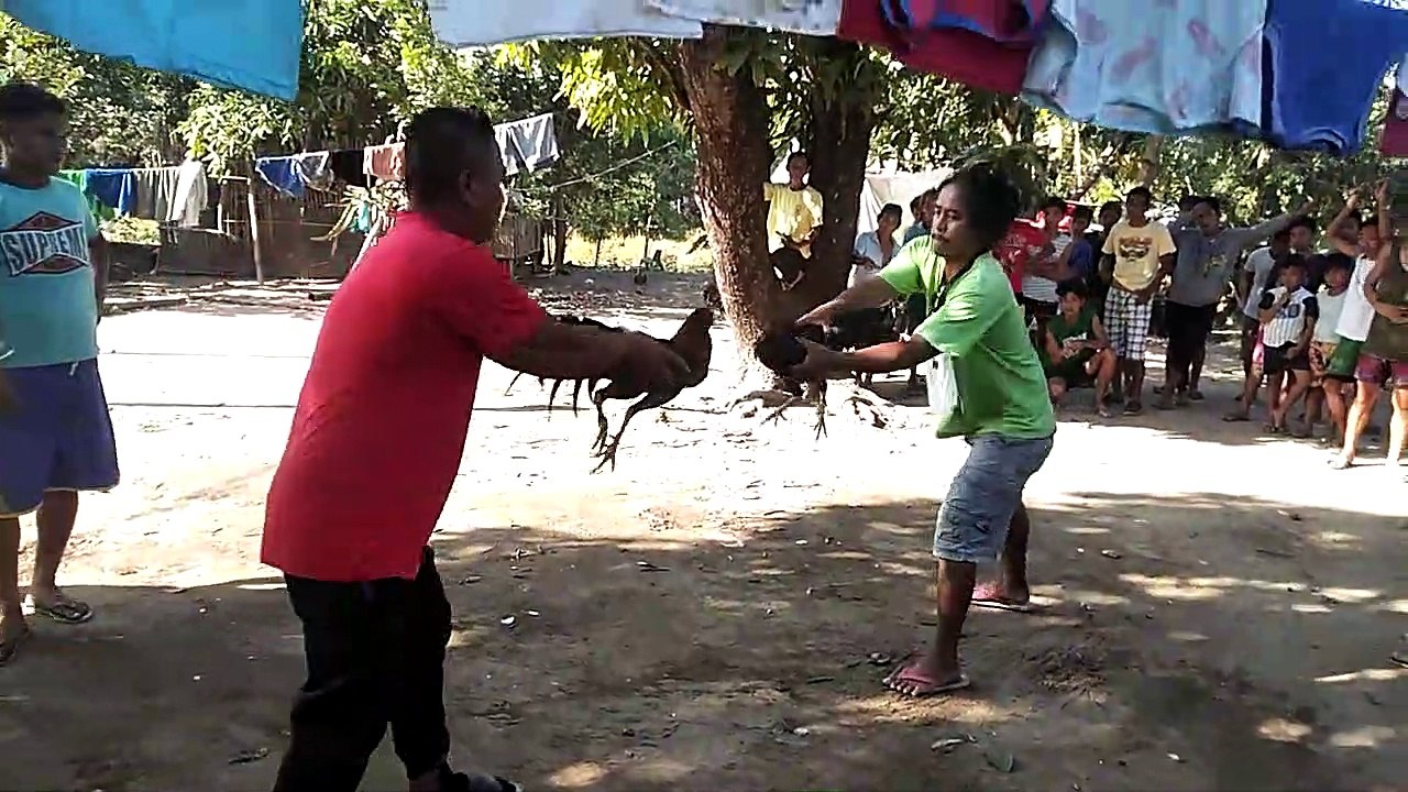 AMAZING COCKFIGHT / COCKFIGHTING PART 2