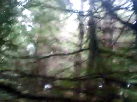 the king of the fairies guitar chords and vocals