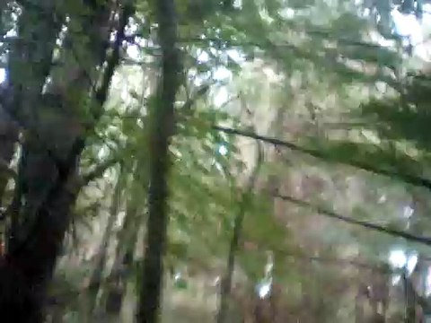 the king of the fairies guitars