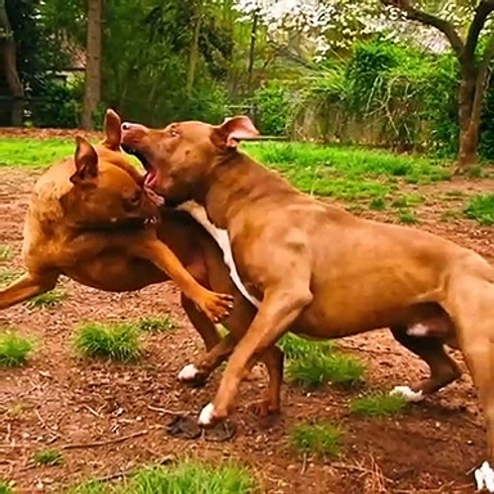 Best 5 fighter dog breeds?