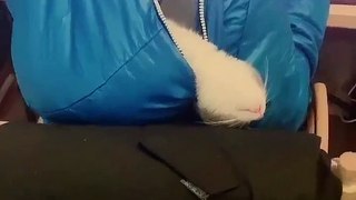 Super Cute and Funny Pet Video