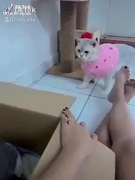 Super Cute and Funny Pet Video