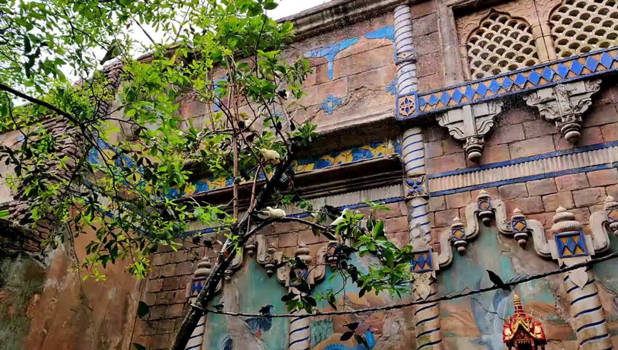 This bird enjoying a cold shower at Disney's Animal Kingdom