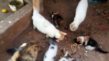 hungry cats and kittens fighting over food , chats et chatons se bagarrent pour manger