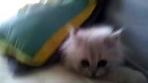 Petit chaton persan chinchilla