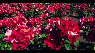 Beautiful Flower's Field Video (Part-1) I Amazing Flowers I Beauty of Fruit & Flower