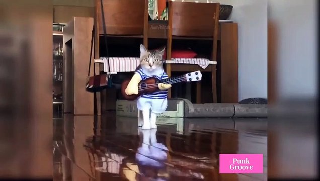 Cute and Funny Cats Videos Compilations Funny Animal Fails Compilations