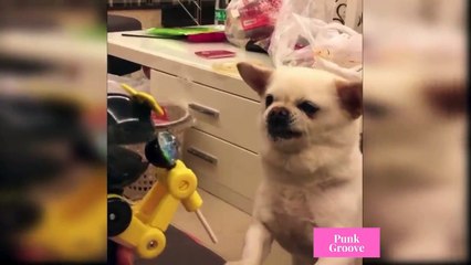 Cute and Funny Dogs Videos Compilations  Funny Animal Fails Compilations
