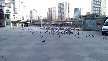 Sokağa çıkma yasağının ardından boş kalan meydanları güvercinler doldurdu