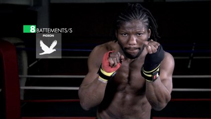 NDam "Pique comme l'abeille et vole comme un ... pigeon "