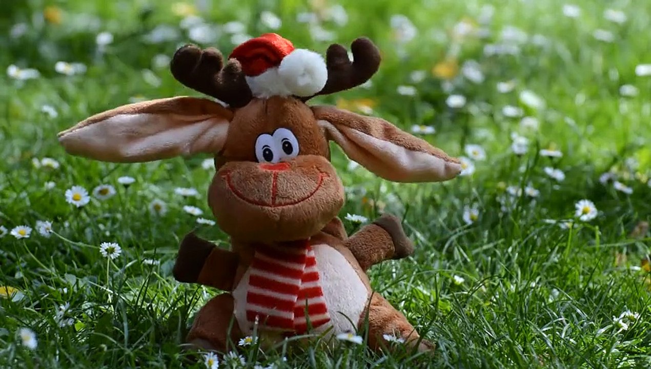 Reindeer -funny pet