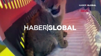 Lüks rezidansta yavru aslan ve piton ele geçirildi! İranlı manken gözaltına alındı