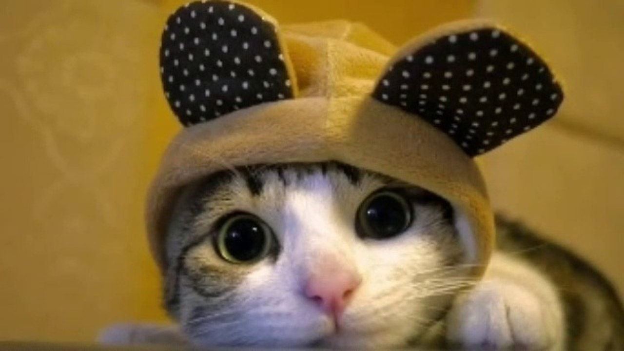 Ultimate Funny Cats Compilation - Best Moments - Cat funny videos