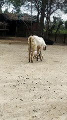 Puppy Butts Heads With Friendly Goat