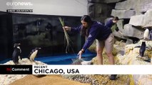 ویدئو؛ لانه‌سازی پنگوئن‌ها در آکواریوم شیکاگو