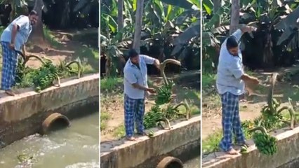 Young Farmer Throwing Out Food | అరటి ని కాలువ లో విసిరేస్తున్న రైతు