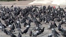 İzmir'de sokağa çıkma yasağı sonrası meydanlar güvercinlere kaldı