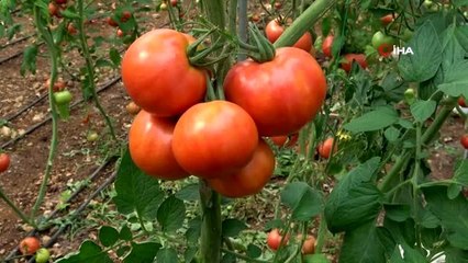 Domates üreticilerinin korona endişesi