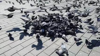 Sokağa çıkma yasağı ile meydanlar kuşlara kaldı