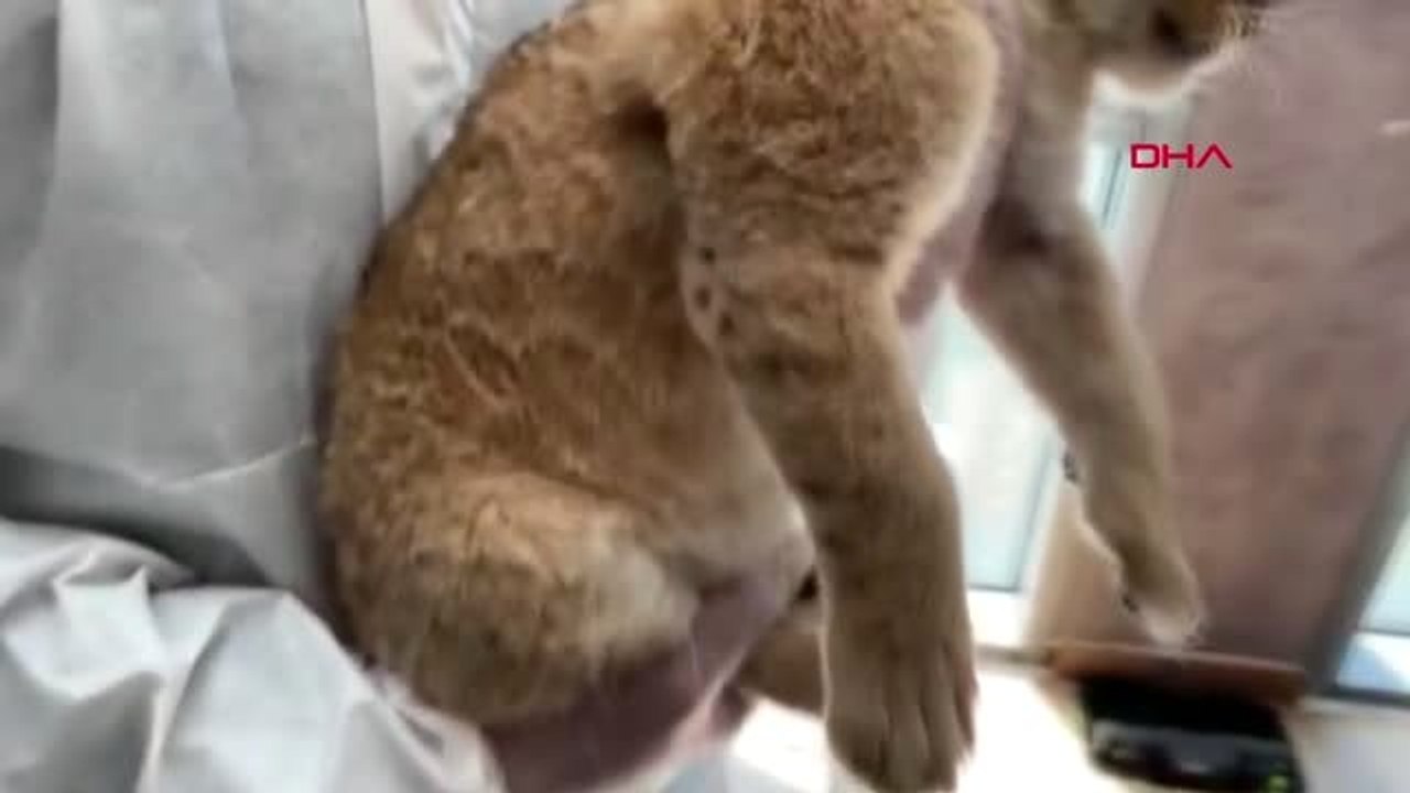 REZİDANSINDA YAVRU ASLAN VE PİTON BULUNAN İRANLI MANKEN GÖZALTINA ALINDI