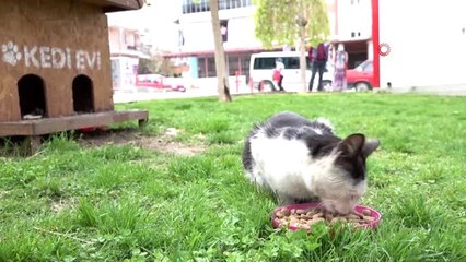 Pamukkale Belediyesi sokağa çıkma yasağında sahipsiz hayvanları unutmadı