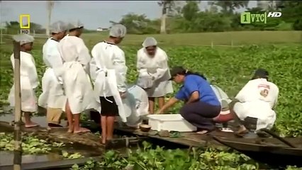 Khám phá cuộc sống con người bên dòng Amazon  - Thuyết minh