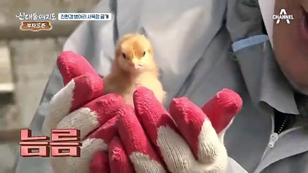 너무 귀엽다♥ 부자의 친환경 병아리 사육장 大공개~
