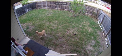 Doggy Plays Catch With Itself