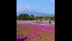 An Amazing Flower Garden in Japan I Beautiful Flower Garden I Beauty of Fruit & Flower