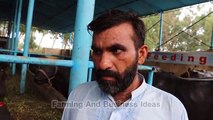 Buffaloes Dairy Farming in Pakistan 2019 _ Neli Ravi Buffoes Farming _ Dairy Far