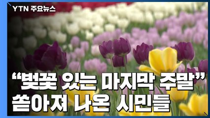 "벚꽃 있는 마지막 주말"...쏟아져 나온 시민들 / YTN