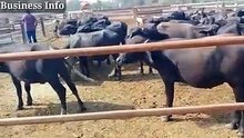 Katta Farm __ katta farming busine in Pakistan __ Katta Farming in India __ Calf_low