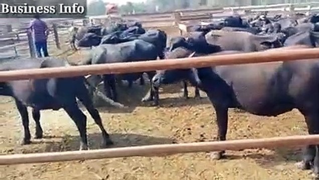Katta Farm __ katta farming busine in Pakistan __ Katta Farming in India __ Calf_low