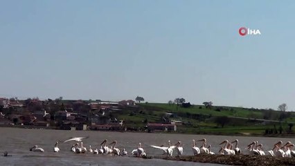 Ayıtdere Göleti pelikanların uğrak yeri oldu