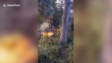Incredible footage shows leopard with fresh kill effortlessly climb up tree in South Africa