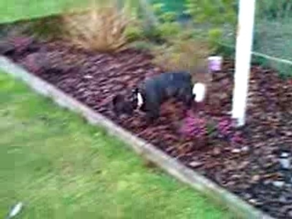 Nalah au Grand Quevilly