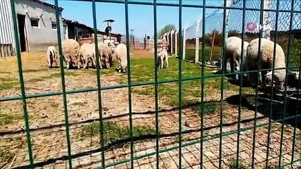 Çiftlikteki köpekleri besleyen şüpheliler, 20 koyunu alıp kaçtı